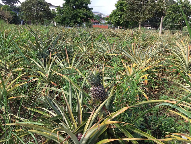 畑のパイナップル