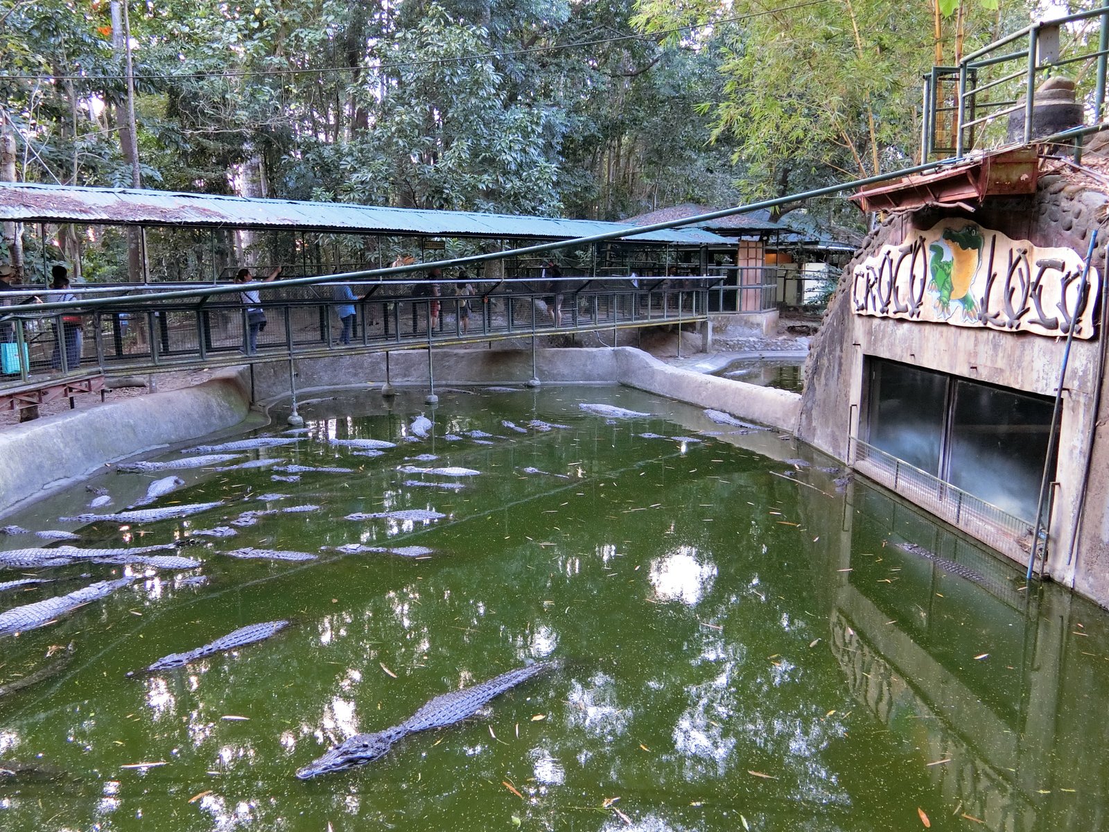 スービックの動物園にあるワニの飼育池。水面に多数のワニがいて、上に見学用の通路がかかっている